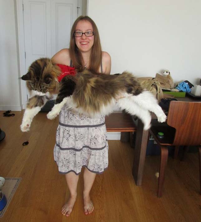 Main Coon