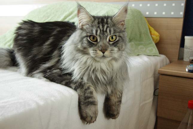 Main Coon