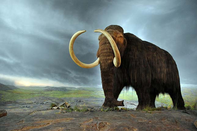 Kiderült, miért halhattak ki a gyapjas mamutok