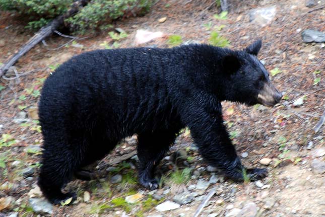 Fekete medvék kóborolnak a kanadai városban