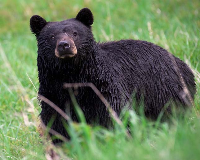 Fekete medvék kóborolnak a kanadai városban