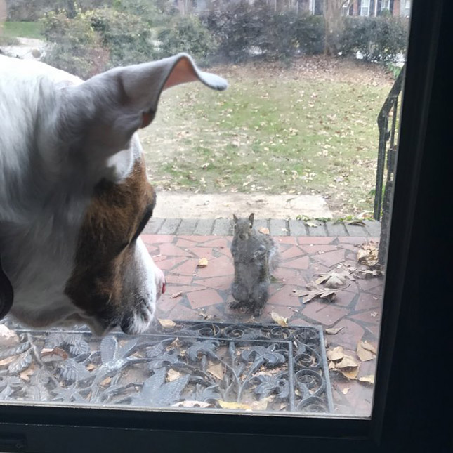 Visszajár megmentőihez a mókus