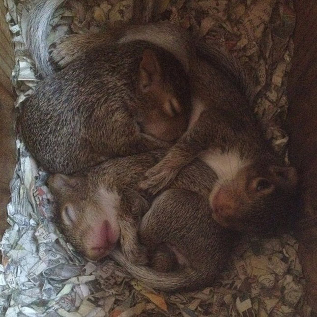 Visszajár megmentőihez a mókus
