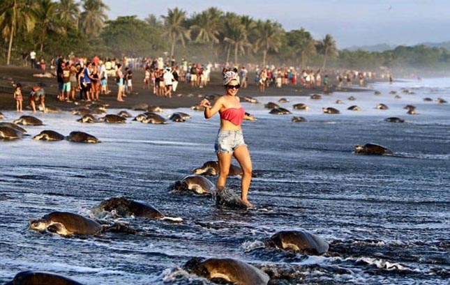 Turisták zavarták meg a teknősök tömeges fészekrakását