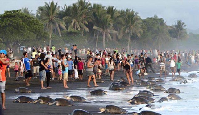 Turisták zavarták meg a teknősök tömeges fészekrakását