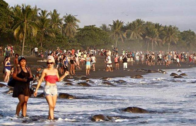 Turisták zavarták meg a teknősök tömeges fészekrakását