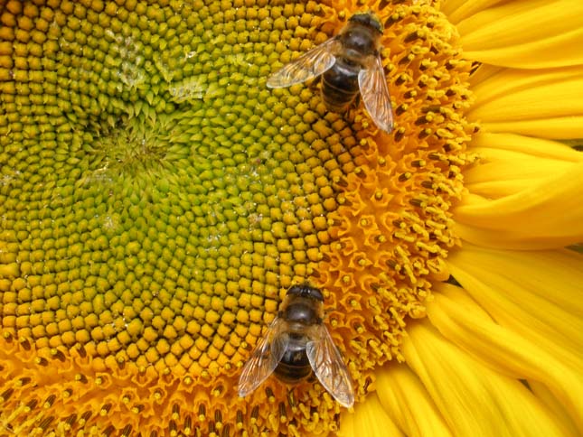 Méhészkedés