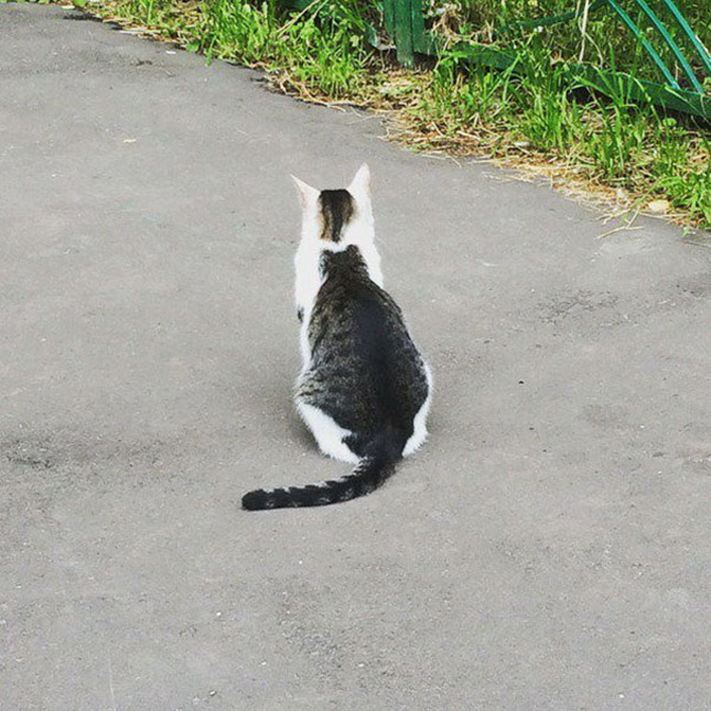 A legviccesebb mintákat viselő macskák