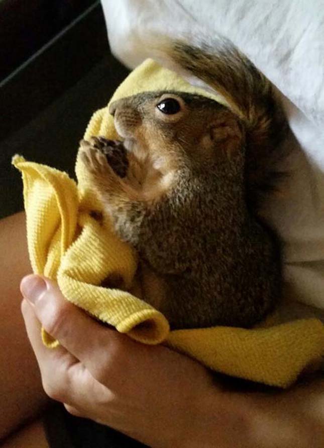Megmentett mókus