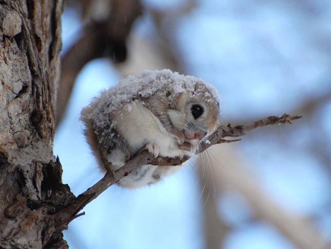 Pteromys momonga - Japán sutaszárnyúmókus