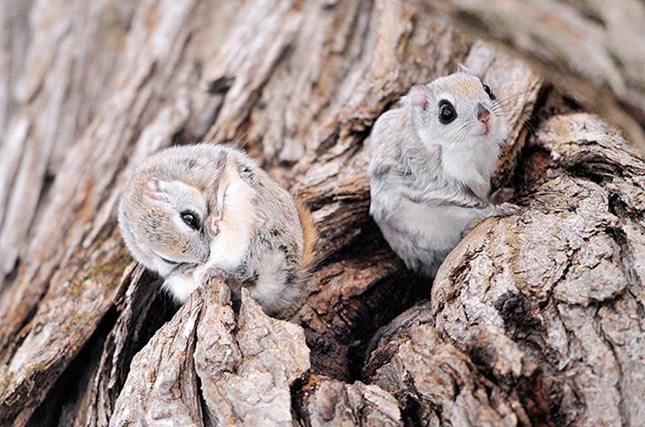 Pteromys momonga - Japán sutaszárnyúmókus