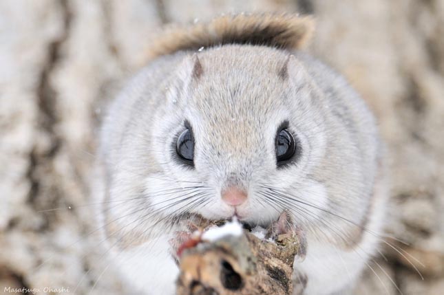 Pteromys momonga - Japán sutaszárnyúmókus