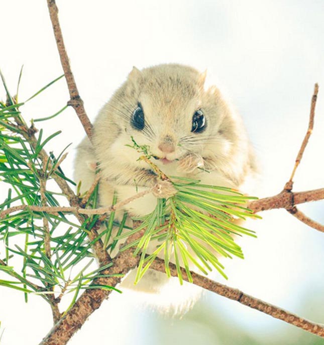 Pteromys momonga - Japán sutaszárnyúmókus