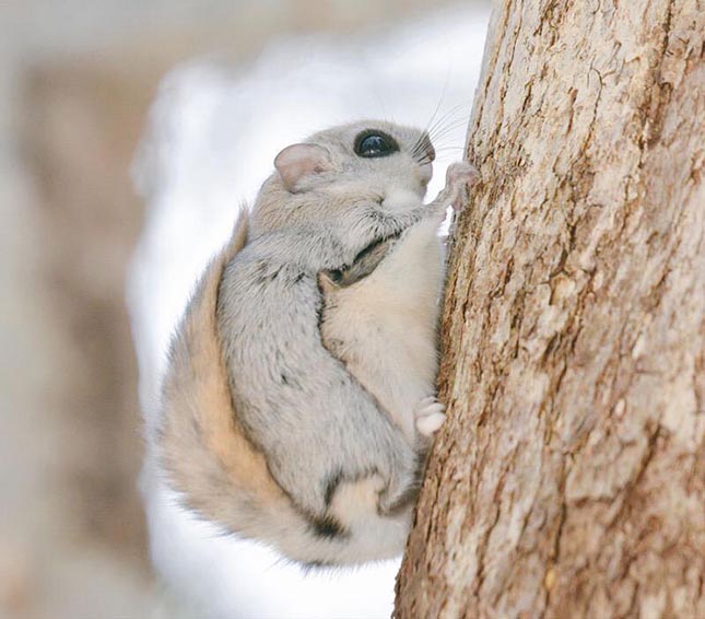 Pteromys momonga - Japán sutaszárnyúmókus