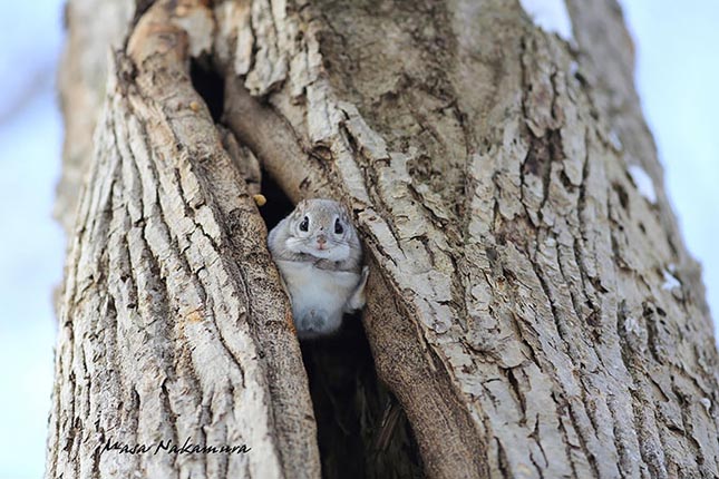 Pteromys momonga - Japán sutaszárnyúmókus