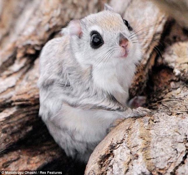 Pteromys momonga - Japán sutaszárnyúmókus