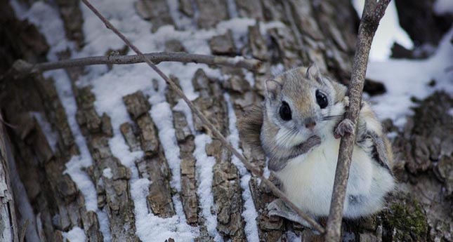 Pteromys momonga - Japán sutaszárnyúmókus