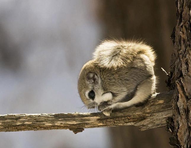 Pteromys momonga - Japán sutaszárnyúmókus