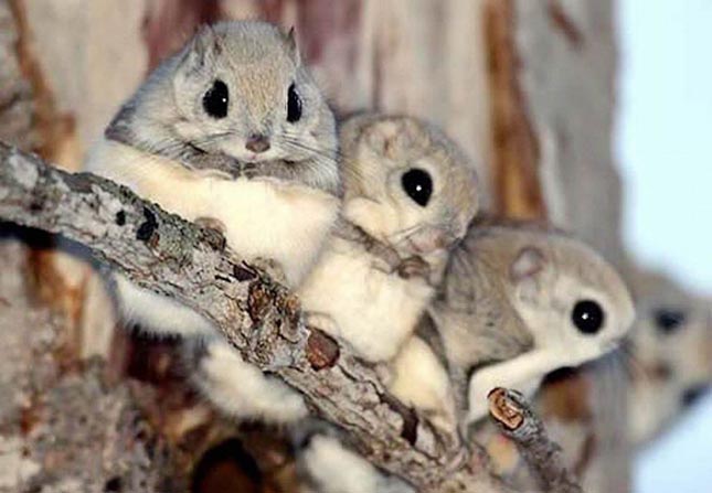 Pteromys momonga - Japán sutaszárnyúmókus