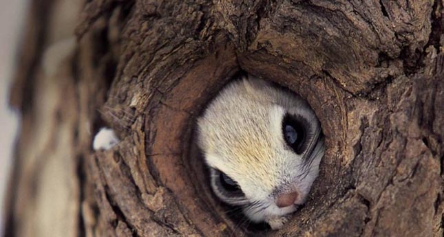 Pteromys momonga - Japán sutaszárnyúmókus