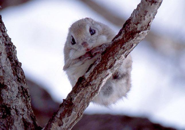 Pteromys momonga - Japán sutaszárnyúmókus