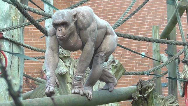 Szőrtelen csimpánz