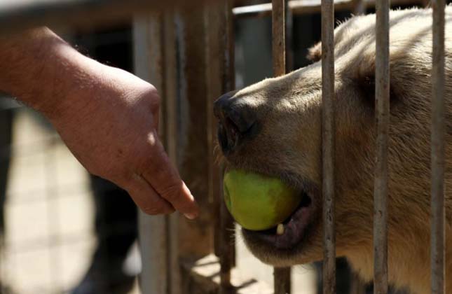 Két állat maradt életben a moszuli állatkertben