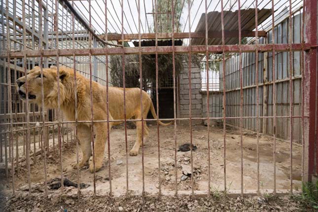Két állat maradt életben a moszuli állatkertben