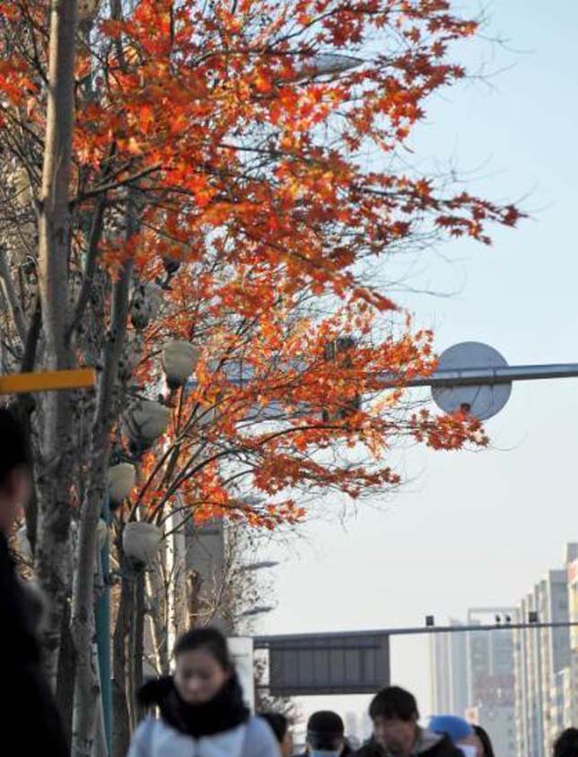 Őszi levelekt ragasztottak egy kínai város fáira