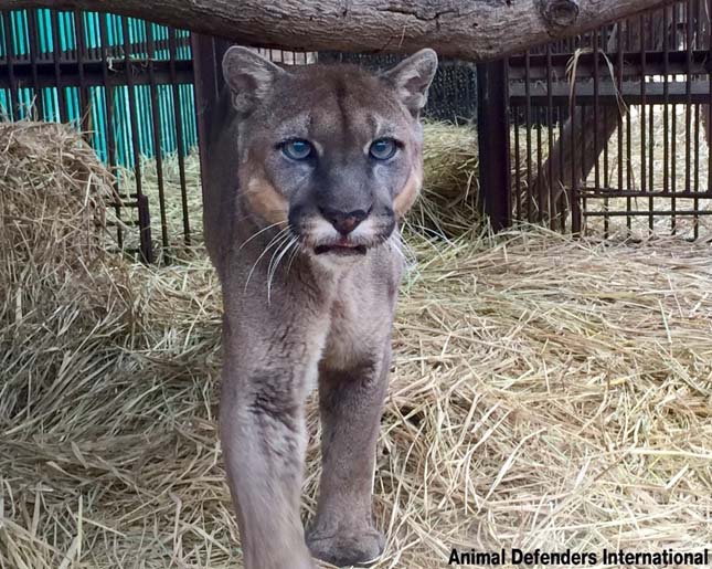 Húsz év után szabadult ki egy cirkuszi puma