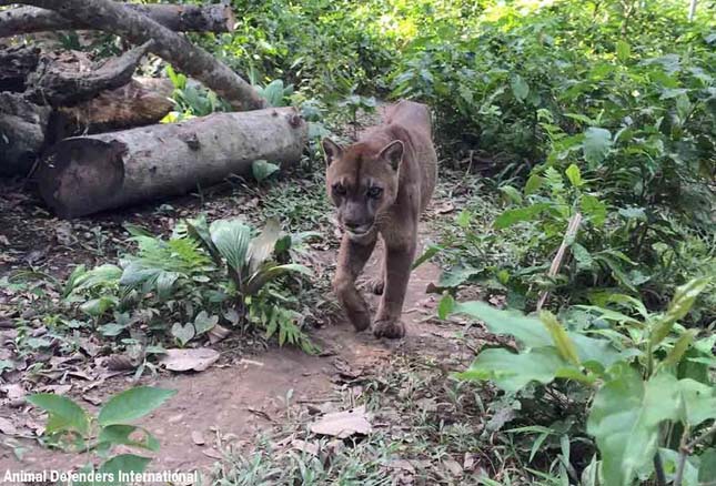 Húsz év után szabadult ki egy cirkuszi puma