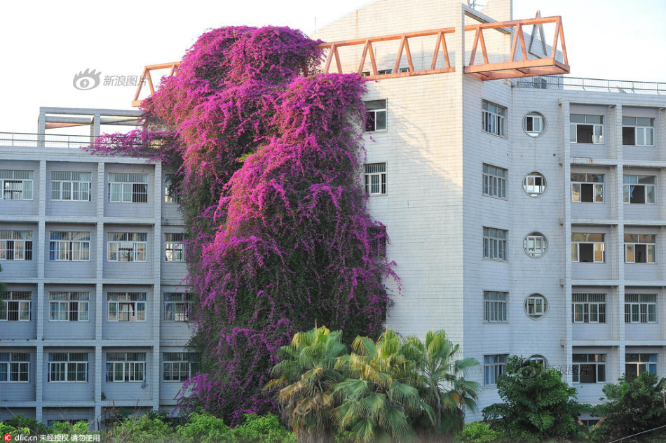 Murvafürt - Bougainvillea