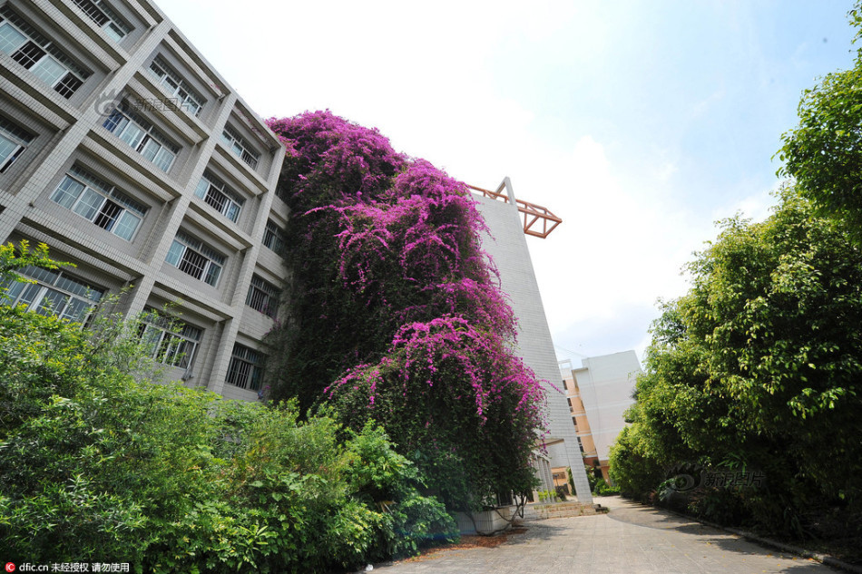 Murvafürt - Bougainvillea