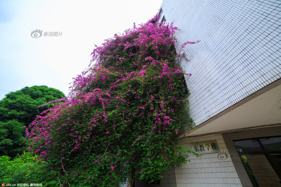 Murvafürt - Bougainvillea