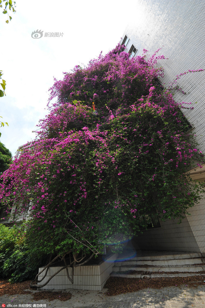 Murvafürt - Bougainvillea