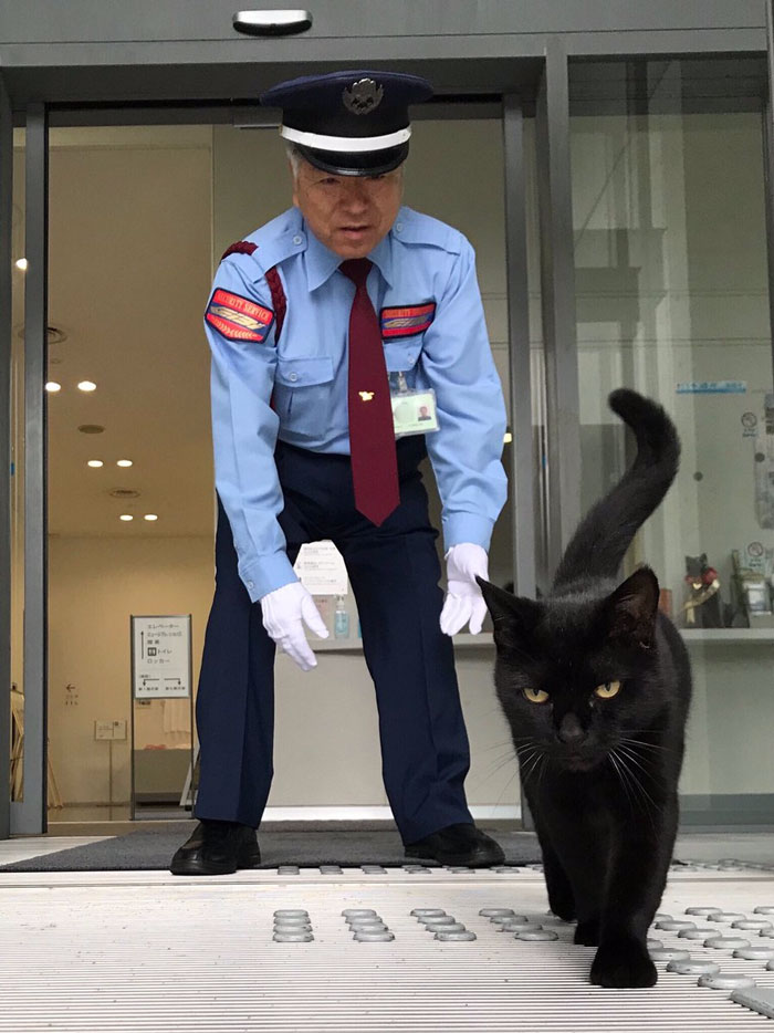 Évek óta próbál bejutni két macska egy múzeumba