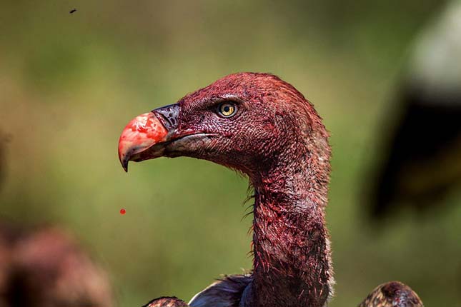 2016 legiobb fotói a Nat Geo válogatásában