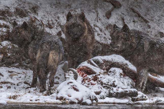 2016 legiobb fotói a Nat Geo válogatásában