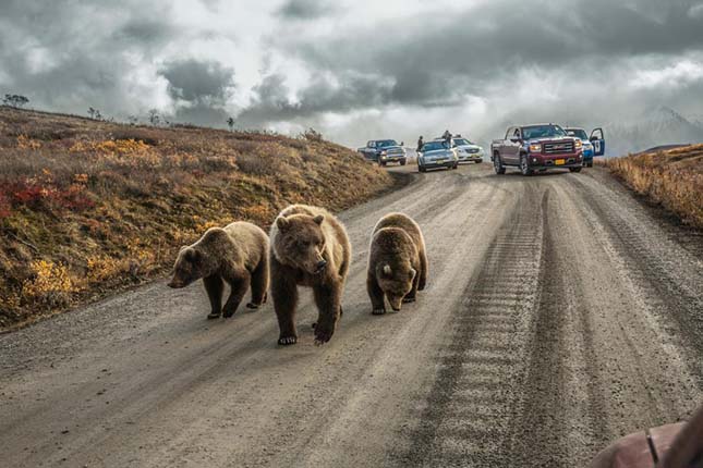 2016 legiobb fotói a Nat Geo válogatásában