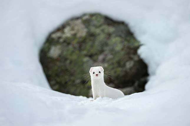 Nat Geo képek