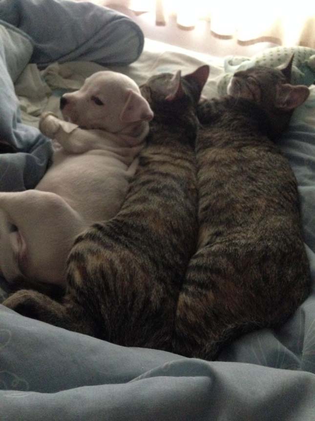 Macskák gondoskodnak a háromlábú kiskutyáról