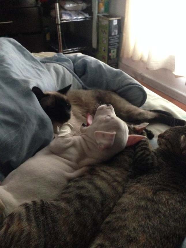Macskák gondoskodnak a háromlábú kiskutyáról