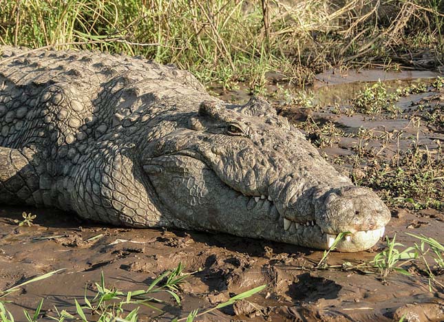 Nílusi krokodilok Floridában