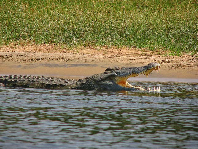 Nílusi krokodilok Floridában