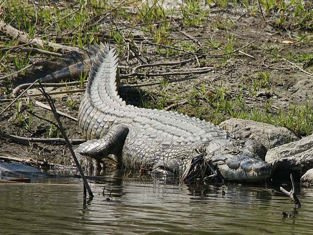 Nílusi krokodilok Floridában