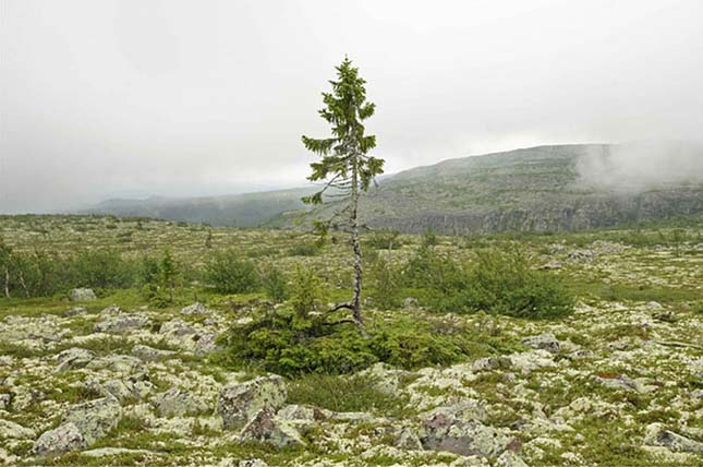 A világ legöregebb fája