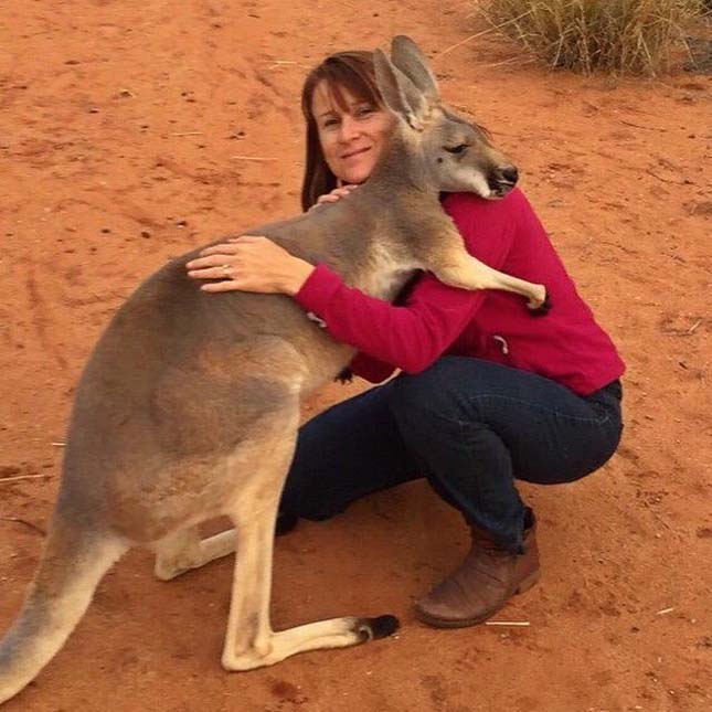 Ölelkező kenguru