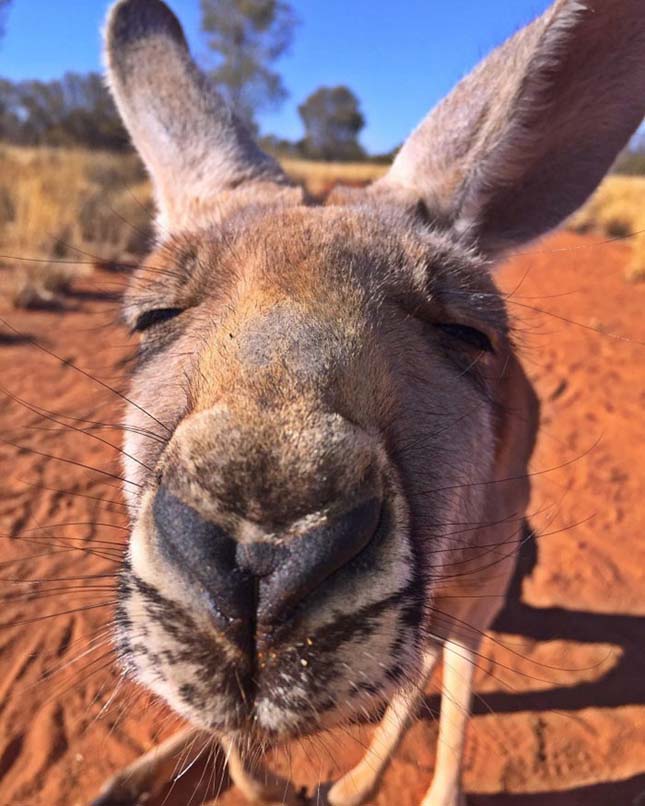 Ölelkező kenguru