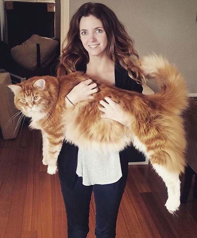 a világ legnagyobb macskája