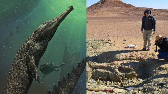 A valahal élt legnagyobb krokodil koponyáját találták meg Tunéziában